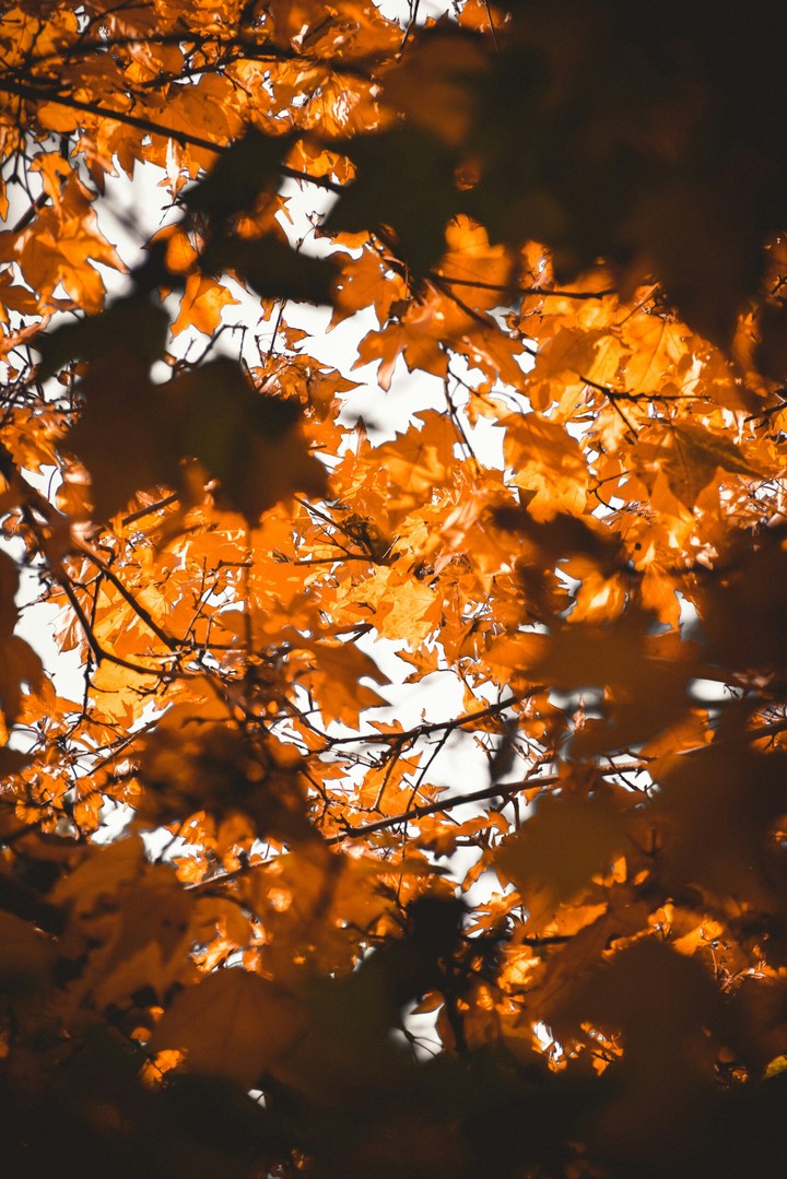 Orange Leaf