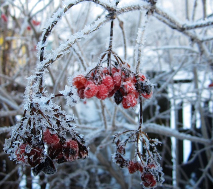 snowy