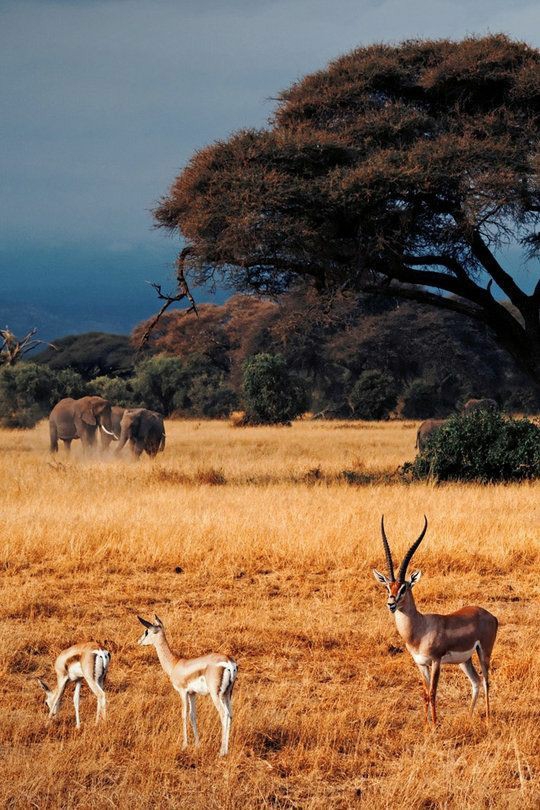Africa❤