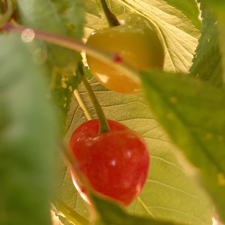 cherry?
