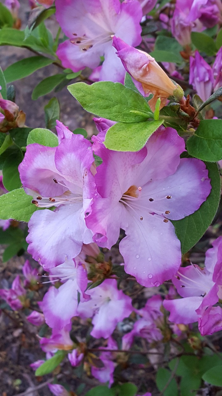 spring