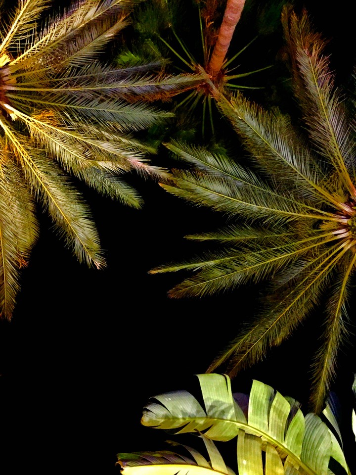 Da Palms