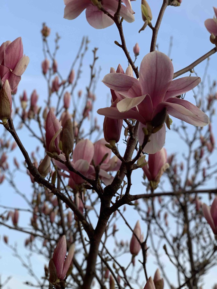 magnolia
