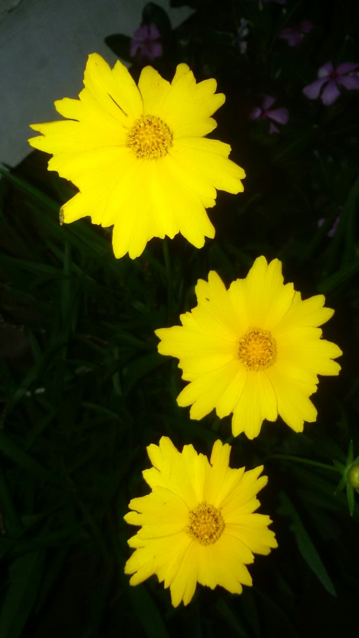 3flowers together