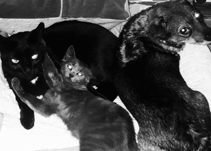 All my pets together