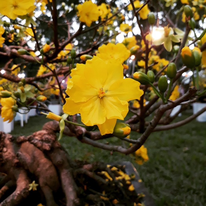 Ochna integerrima