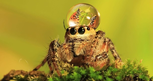 Araña - Spider