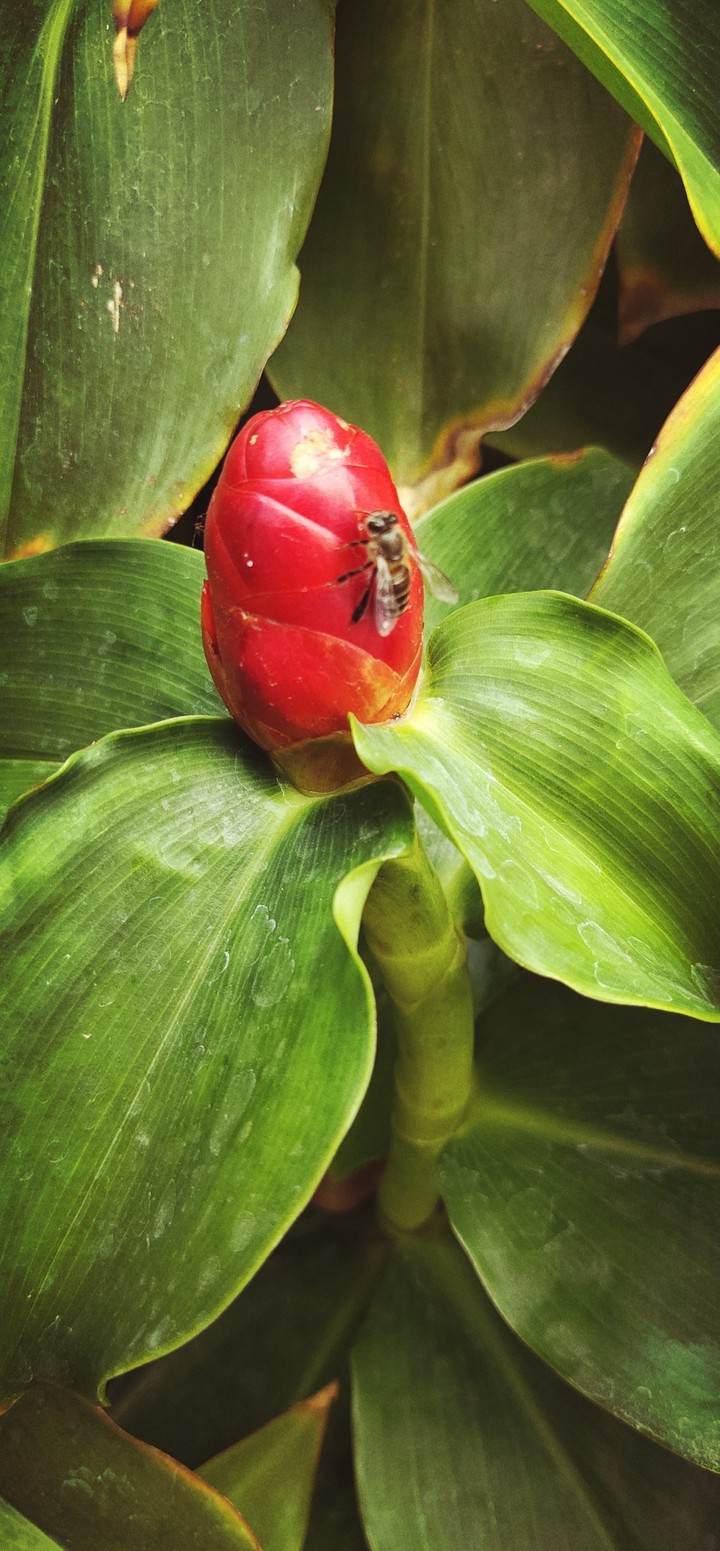 flower and fly