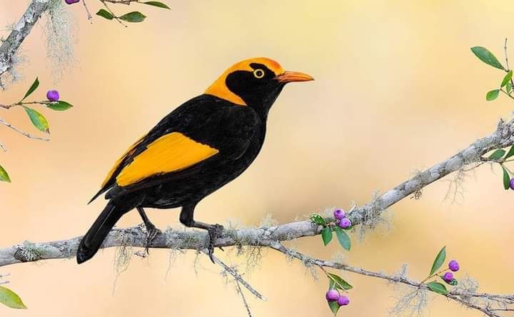 Little bird