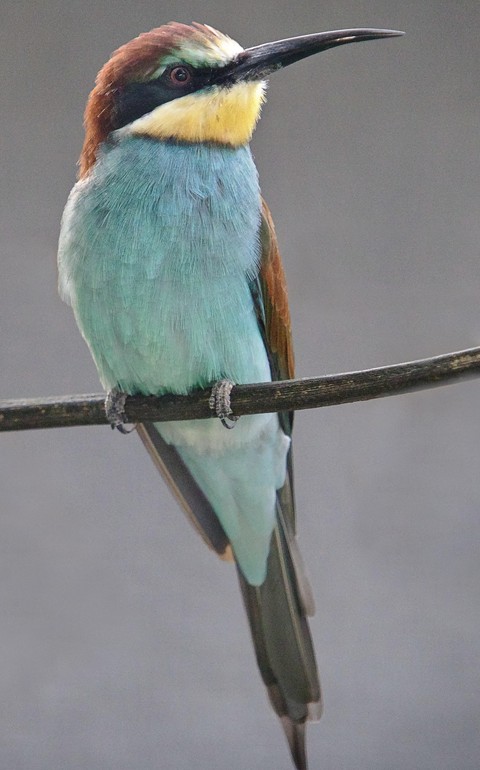bird, 野生動物桌布