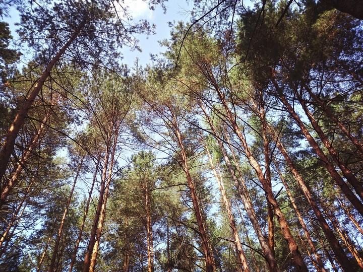 Forest