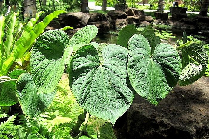 Kava plant