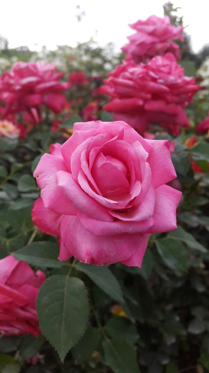 Flowers are always beautiful