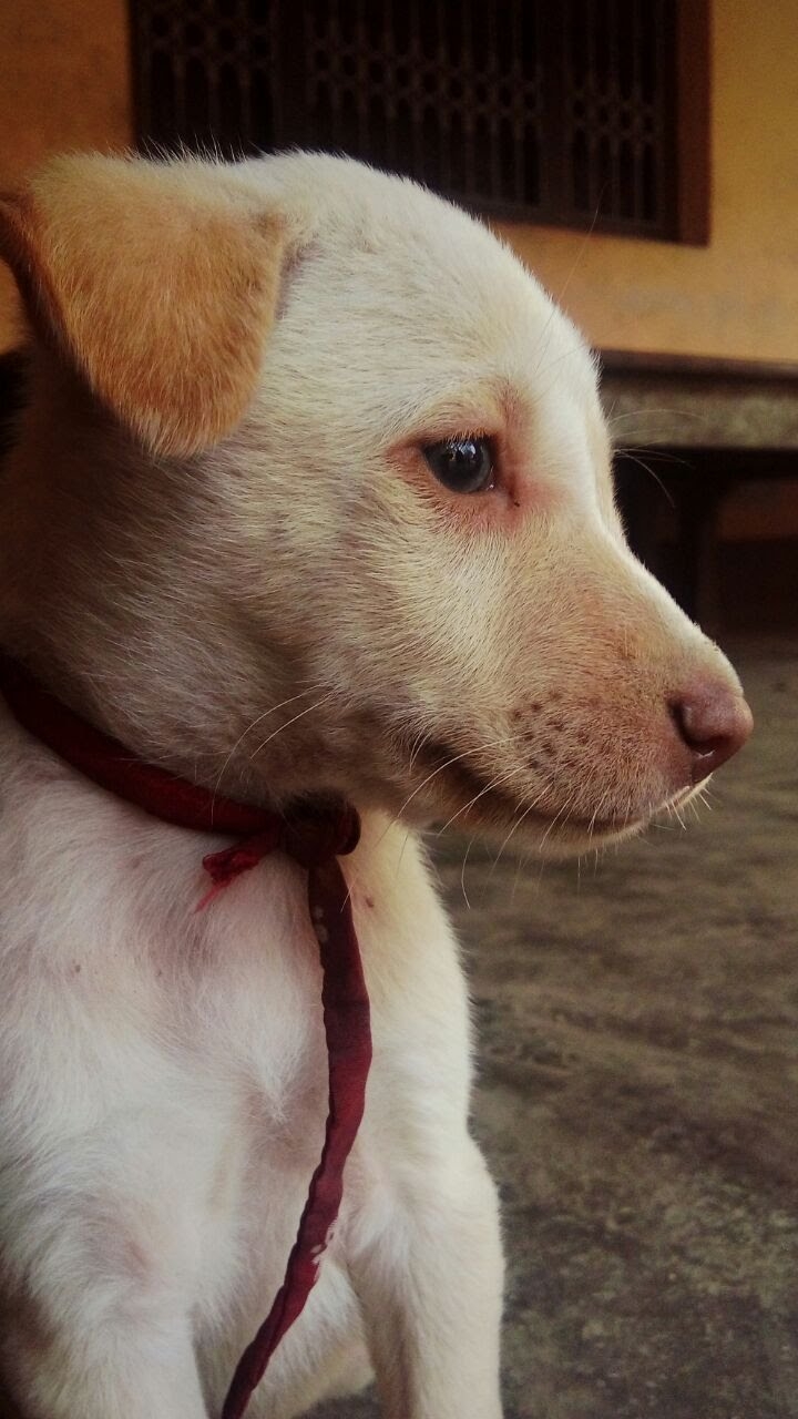 cute puppy?