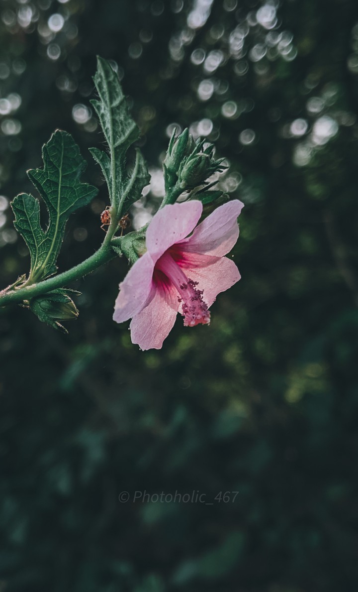 flower