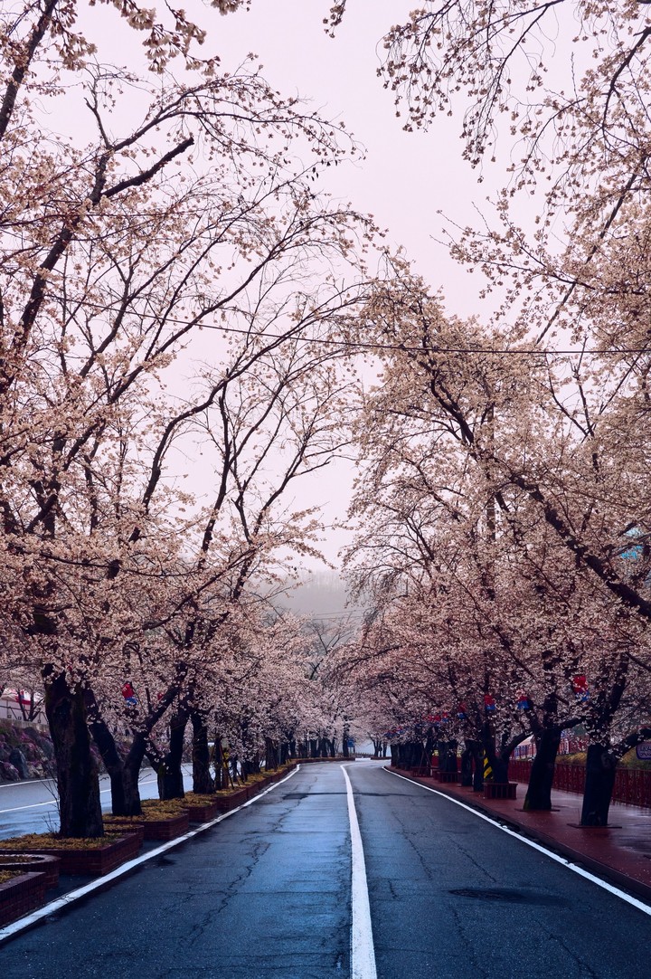 tapety spring, branch