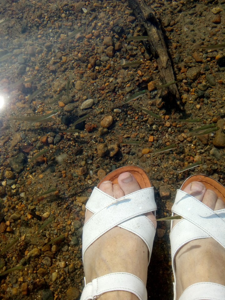 Fish in the lake