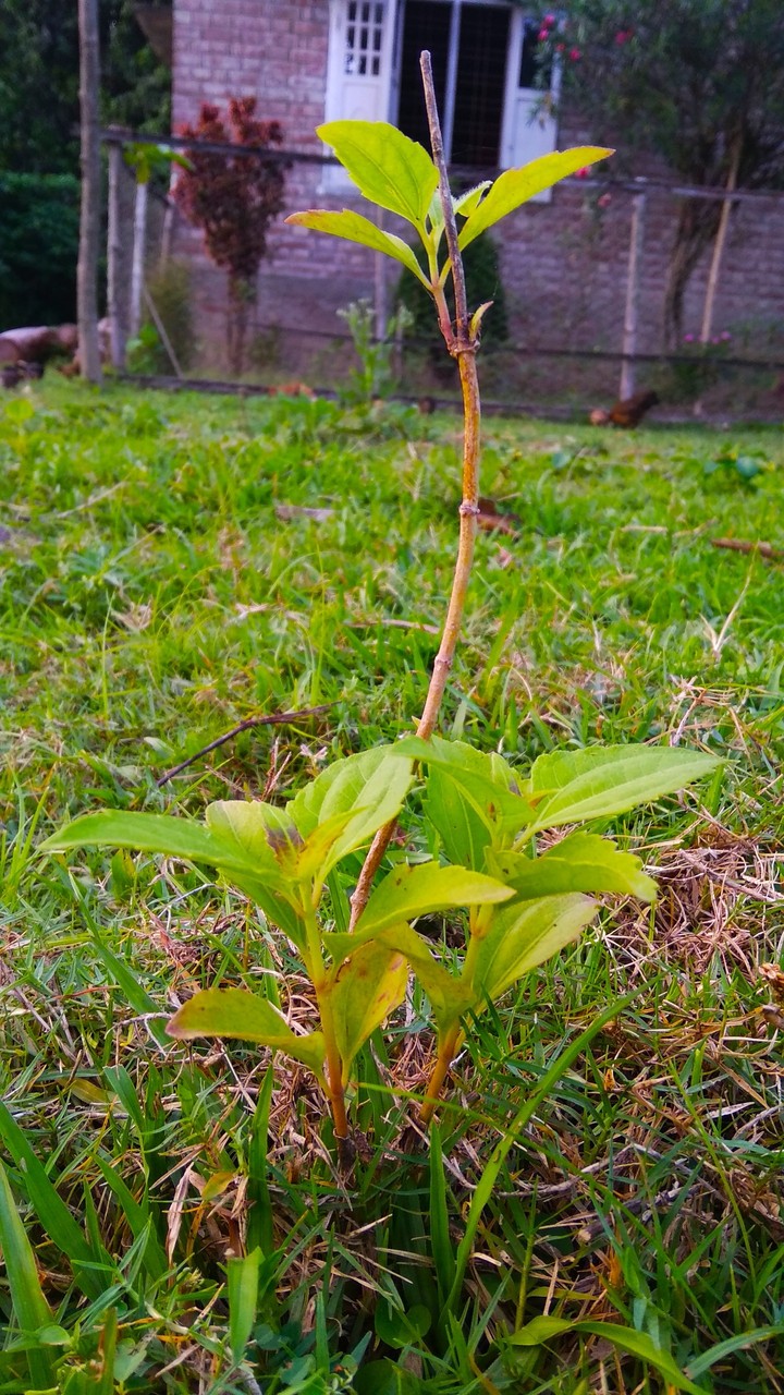my beautiful garden