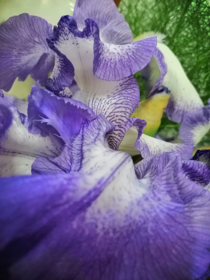 flor