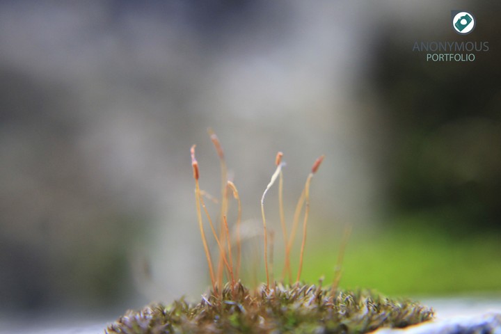 Fighting Mosses