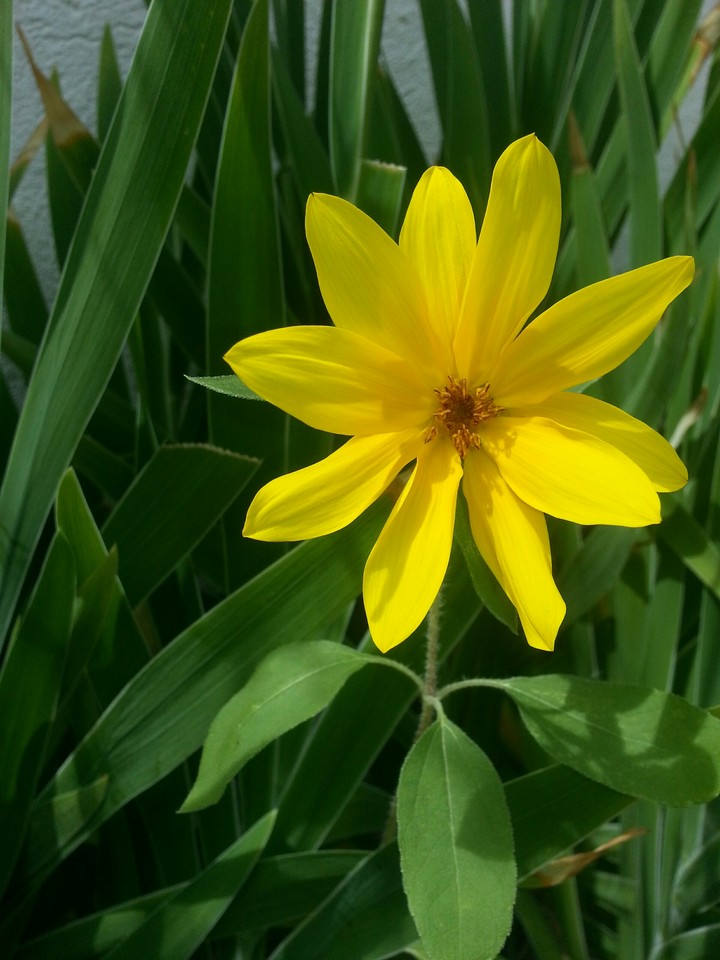 flower