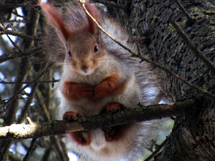 Squirrel