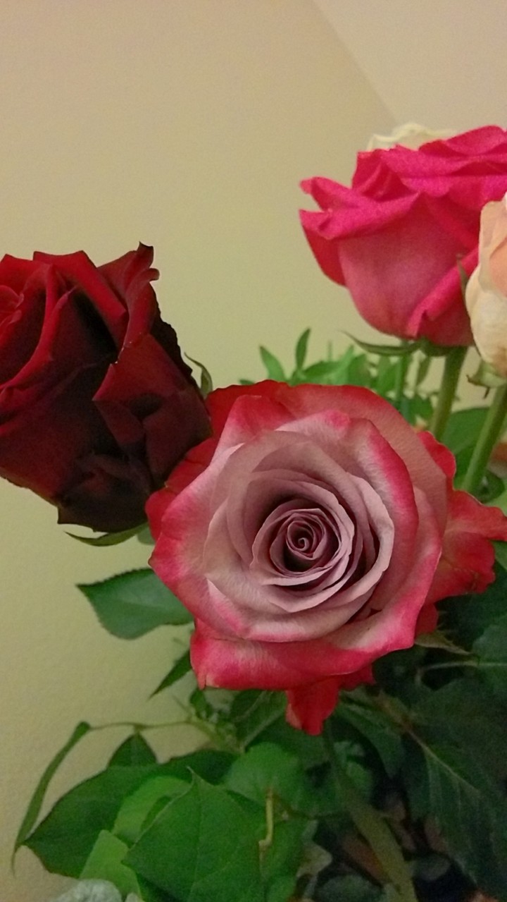 True roses from a true love