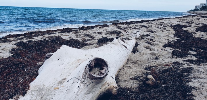 driftwood