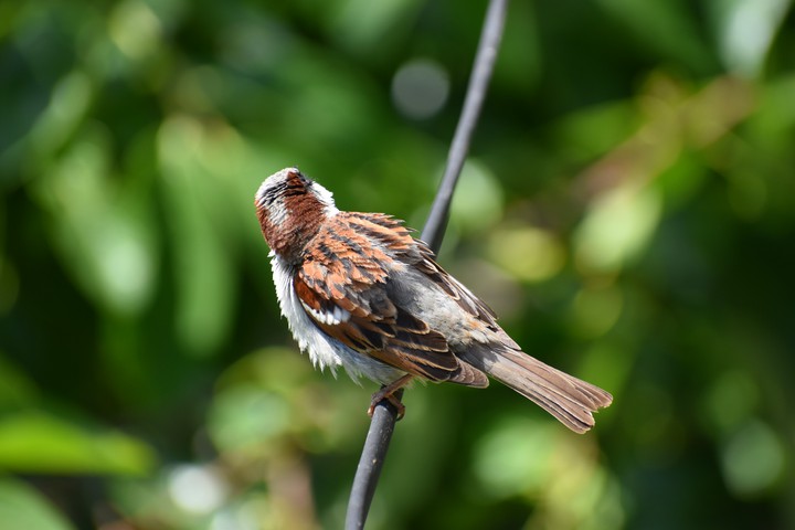 #Bird