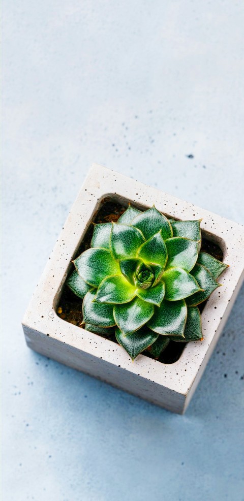Xerophytes