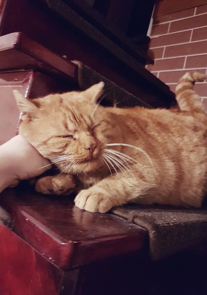my sweet kitty