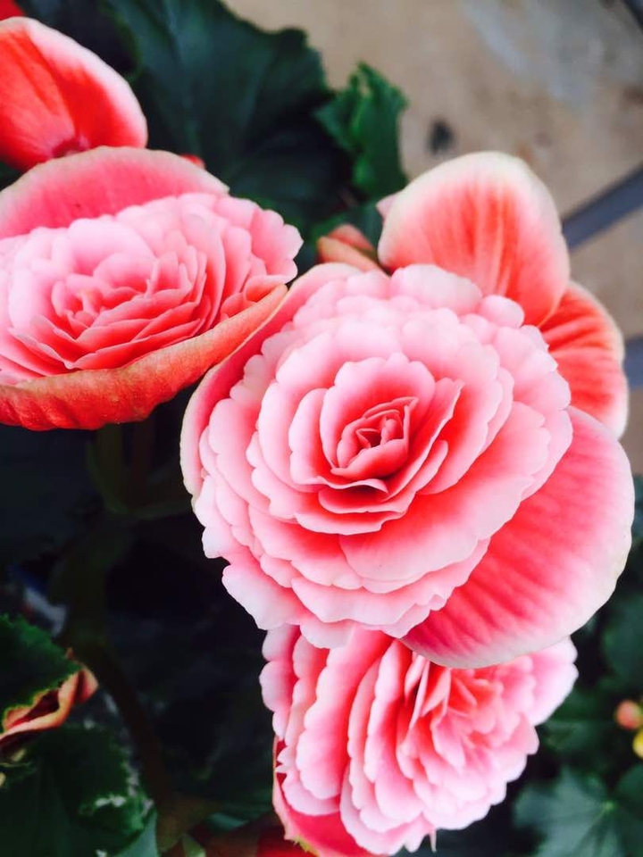 Begonia