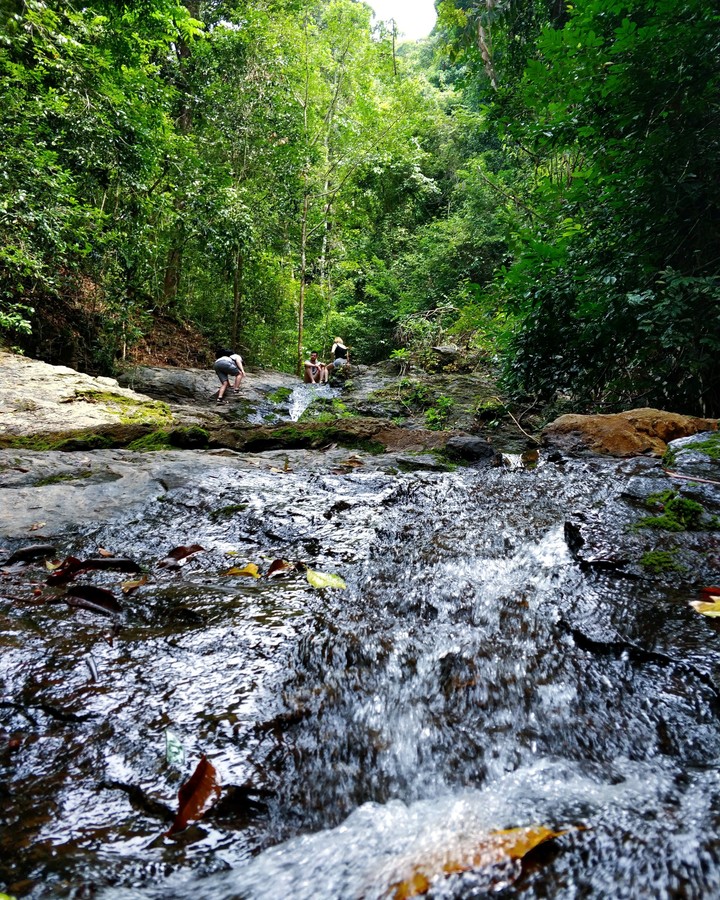 jungle !