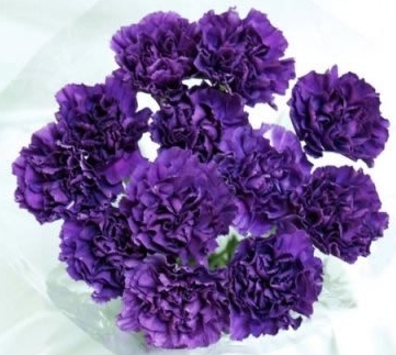 Bouquet Moonshade Carnations