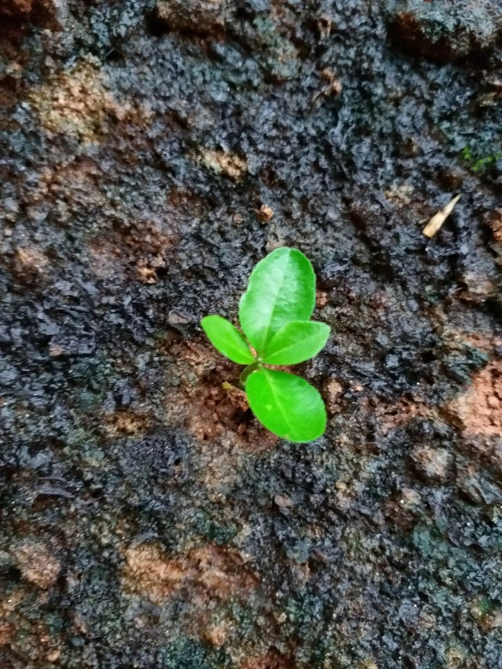 New Plant
