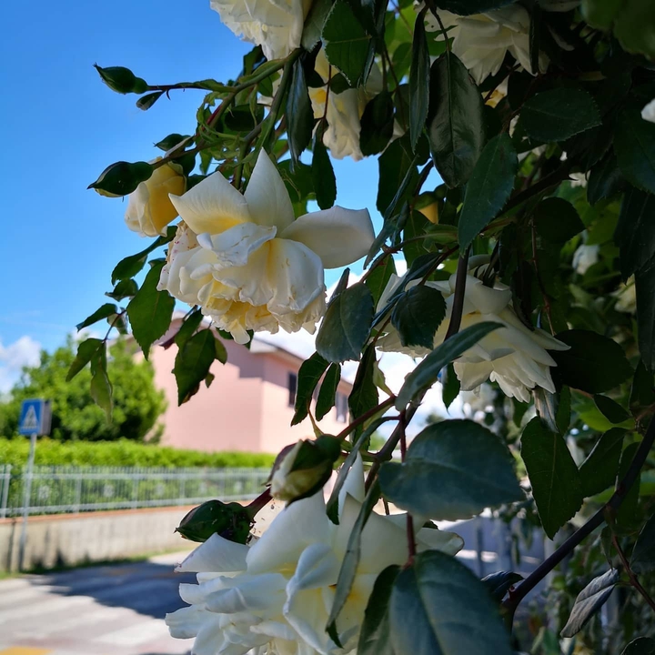 rose