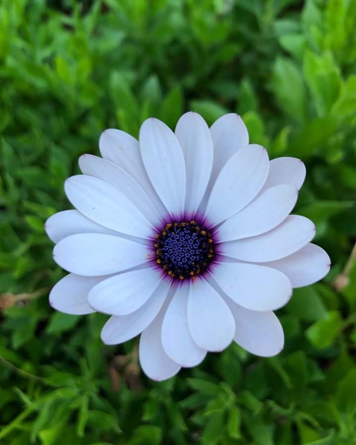 phool
