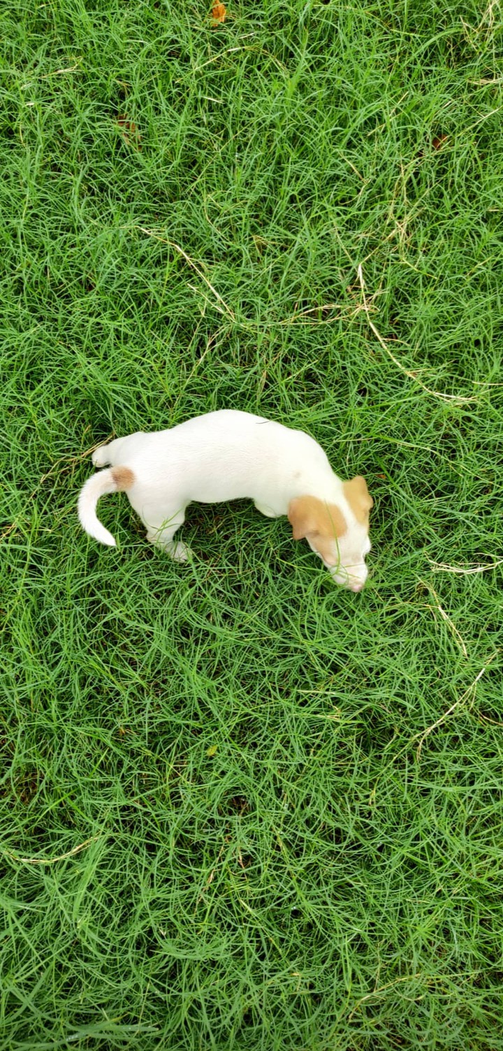 doggo