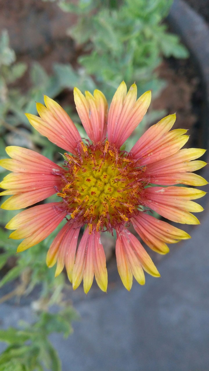 blushing flower