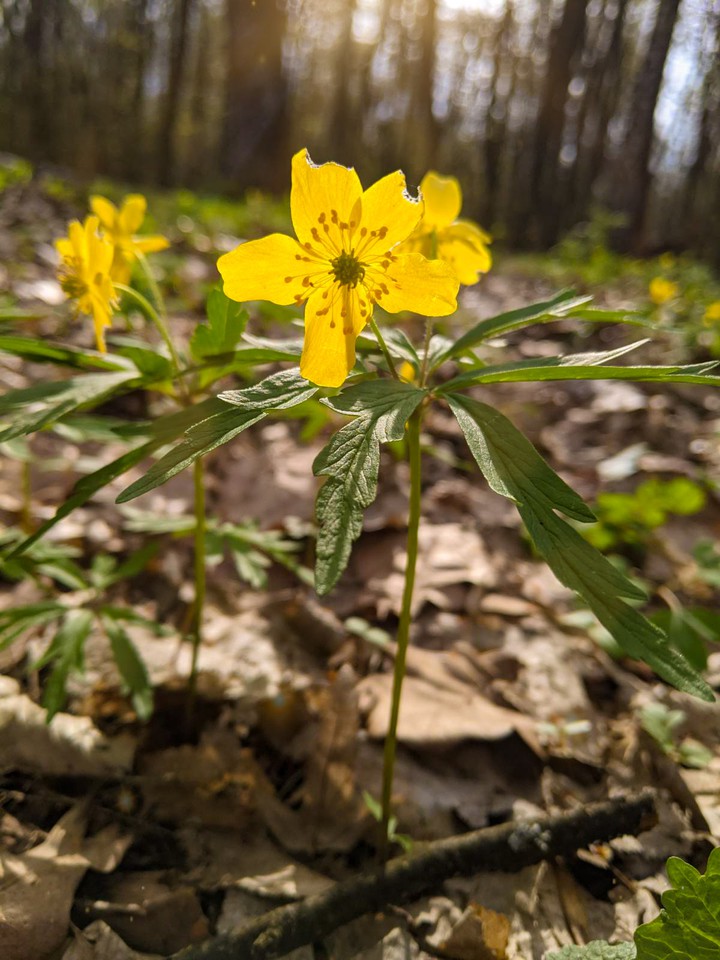 Flower