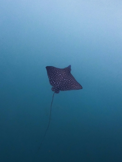 тапети Fish, Skate