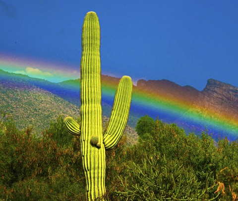 Arizona