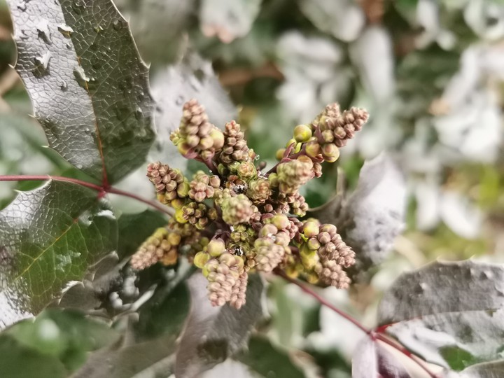 Winter flowers