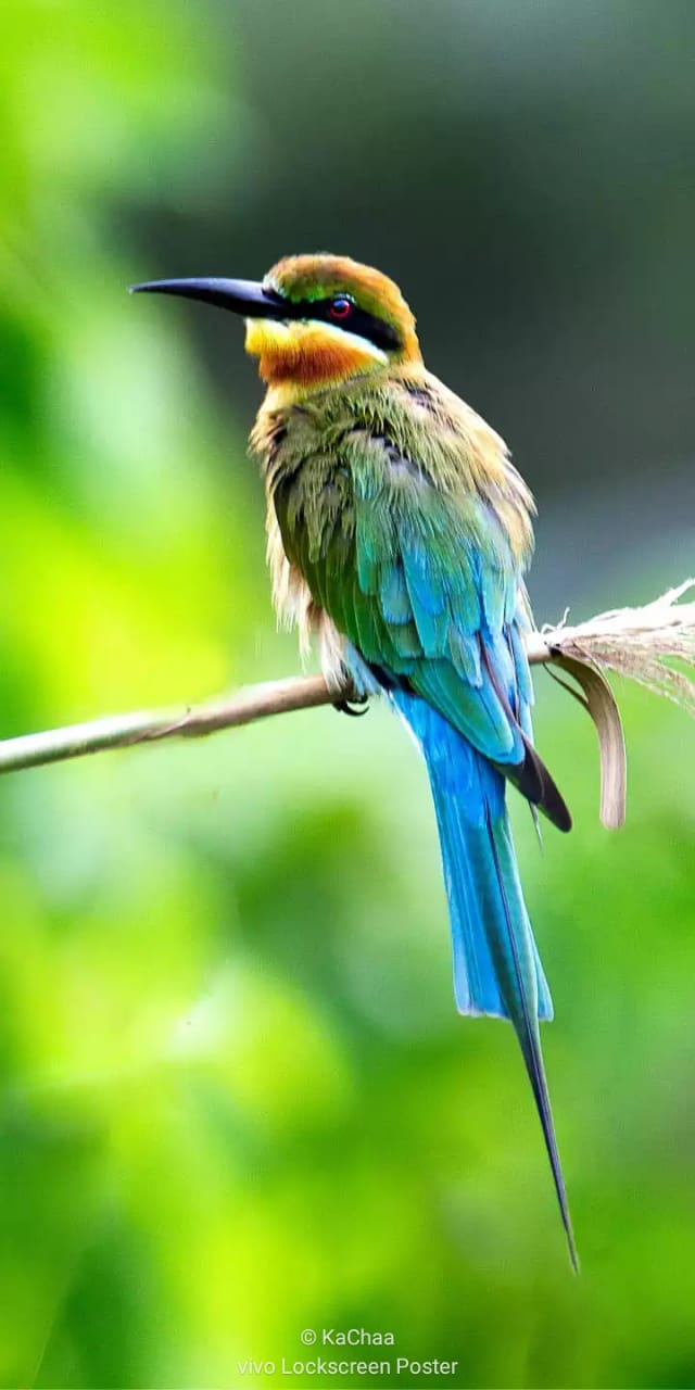 Sparrow
