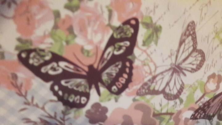 Schmetterling