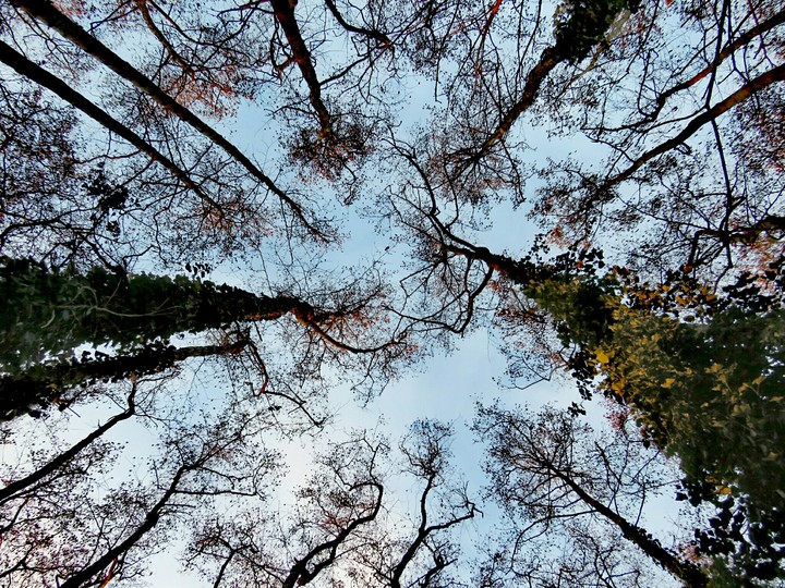 Look up