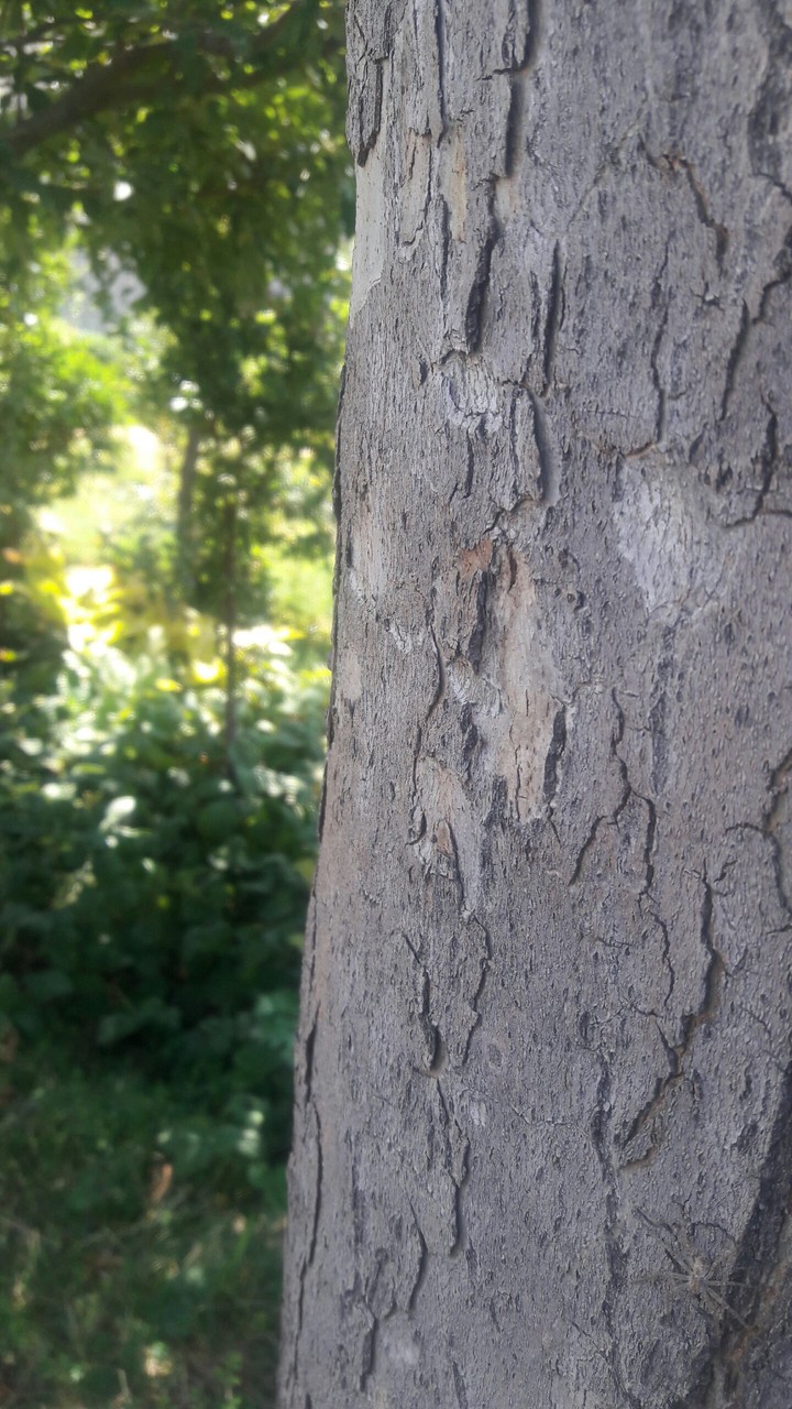 tehran.tree