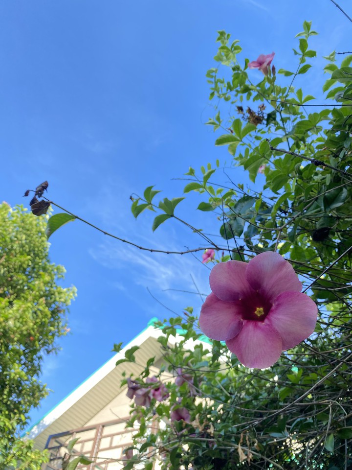 a small flower