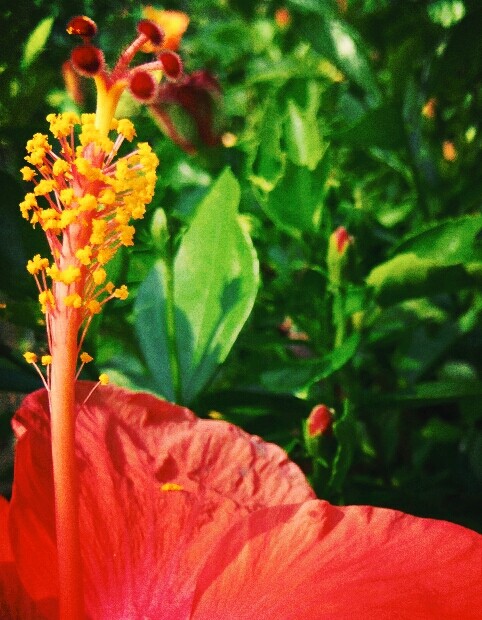 flower