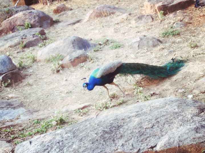 Peacock